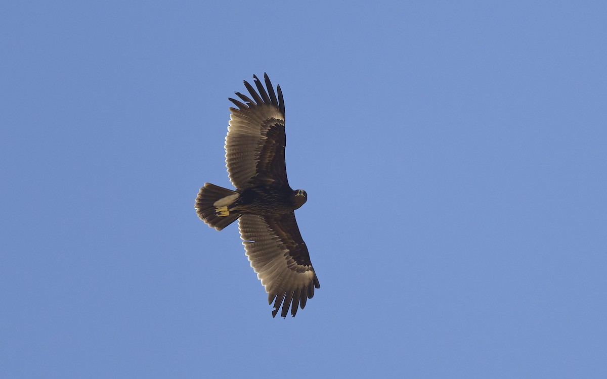 Greater Spotted Eagle - ML646501889