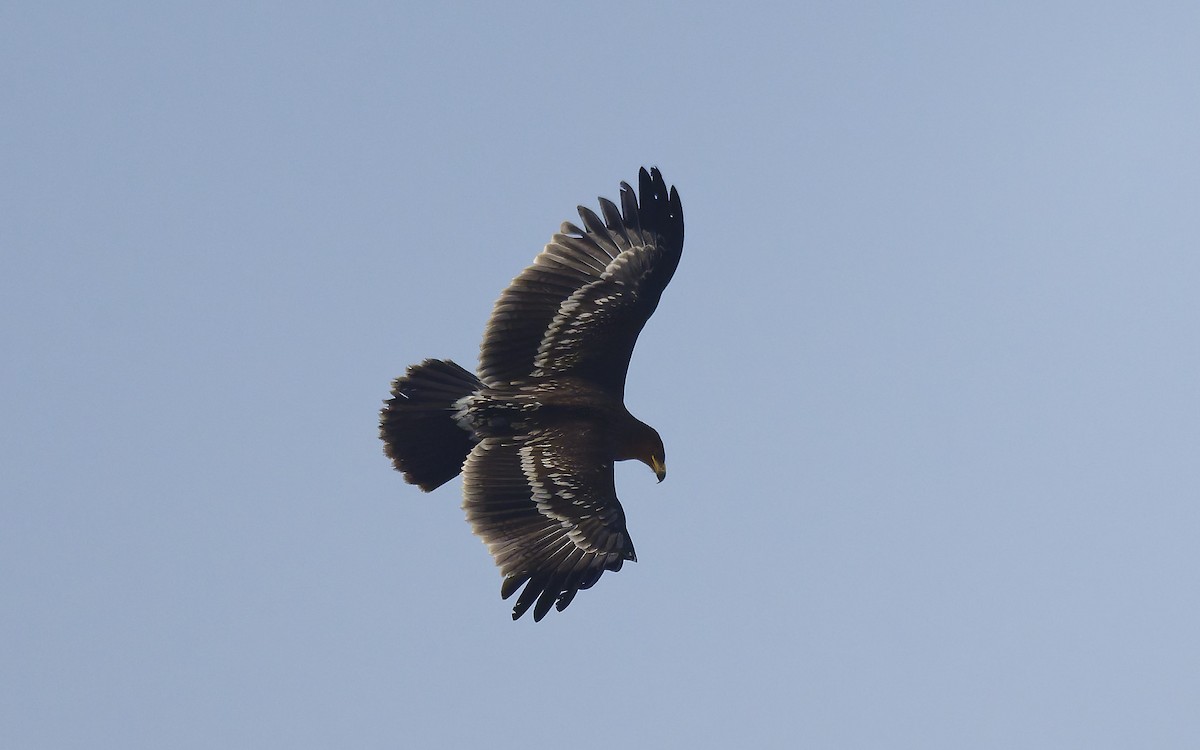Greater Spotted Eagle - ML646501890