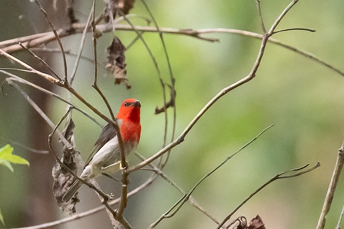 Sulawesi Myzomela - ML646501891