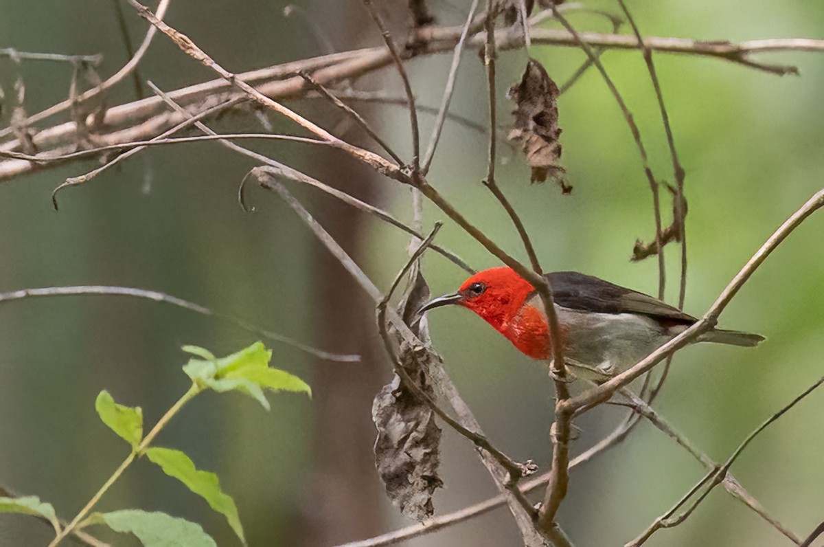 Sulawesi Myzomela - ML646501892