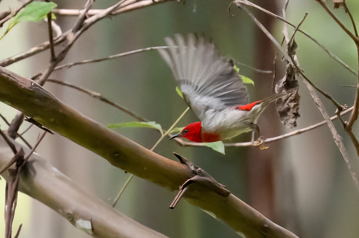 Sulawesi Myzomela - ML646501893