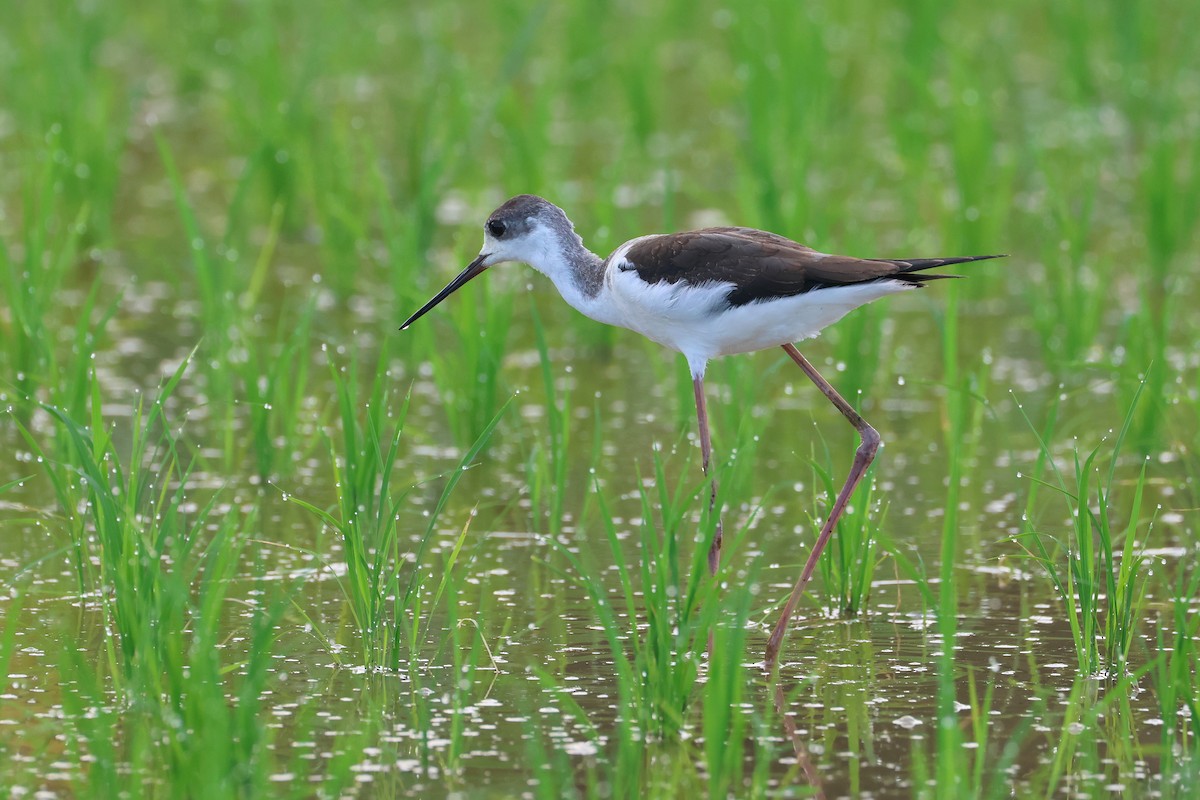 Ходулочник - ML646501894