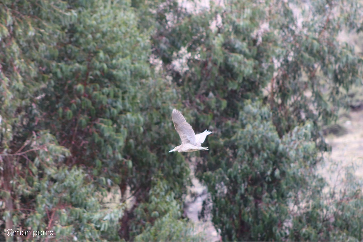 Black-crowned Night Heron - ML646501895