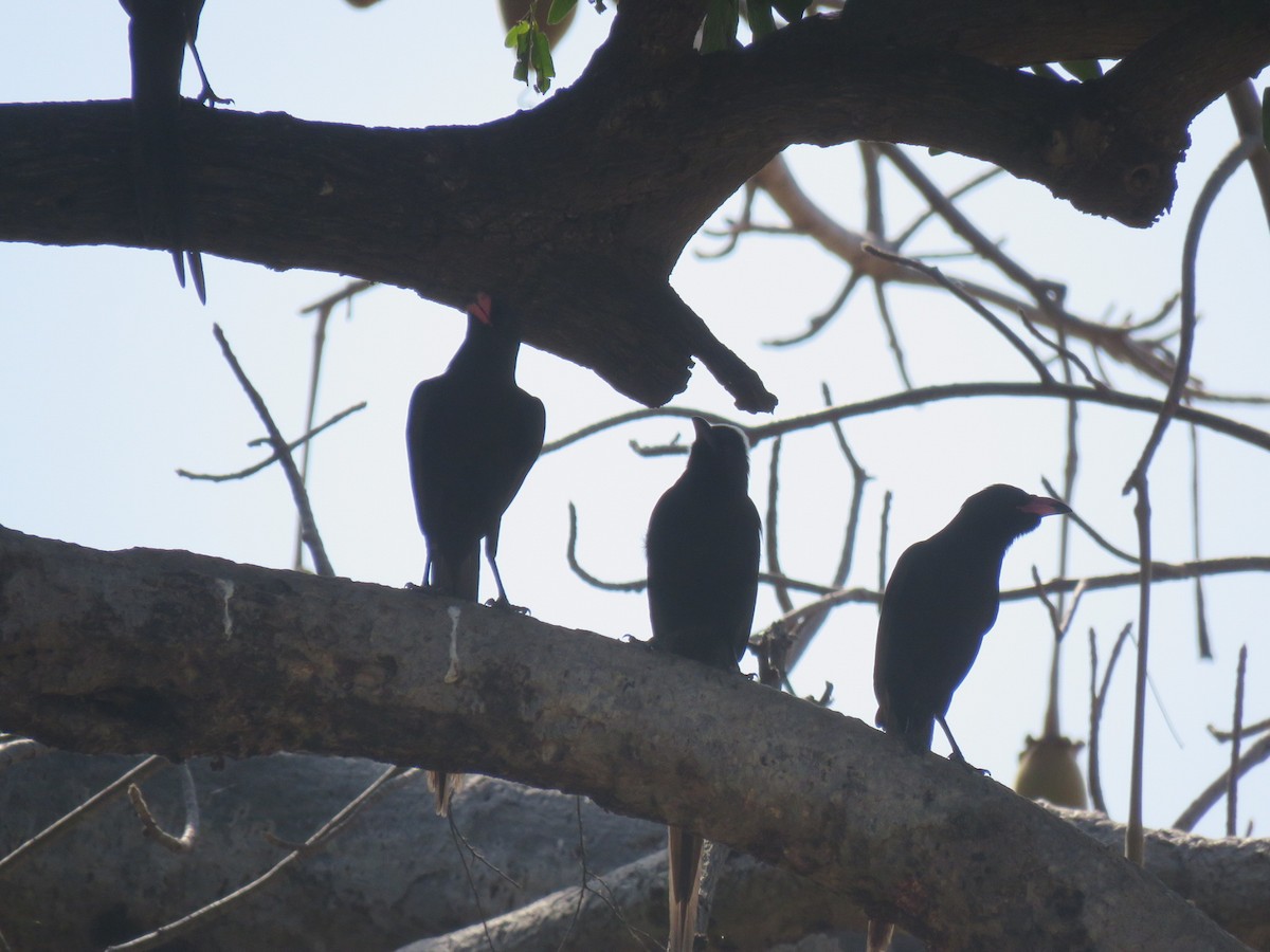 Piapiac - ML646501896