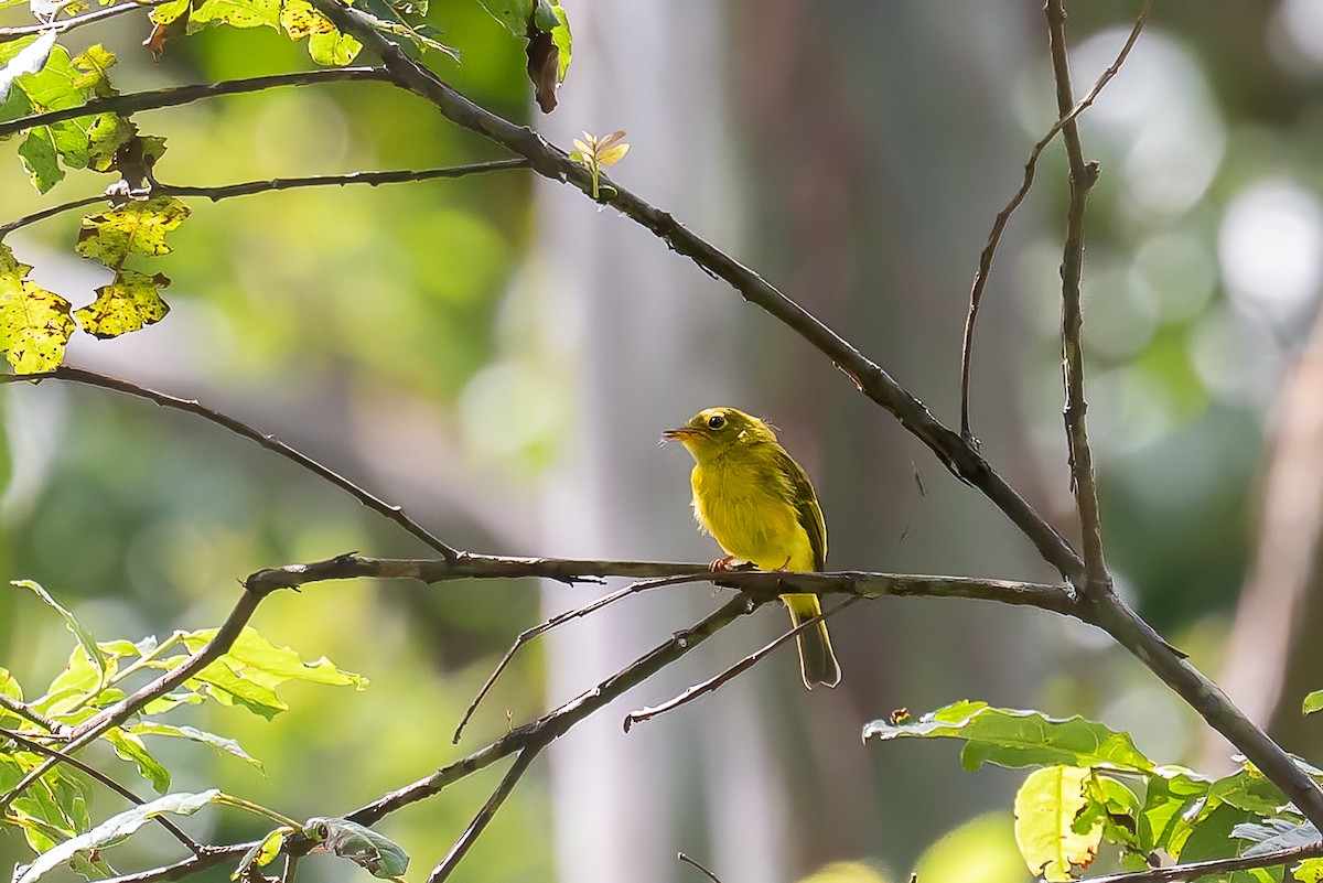 Citrine Canary-Flycatcher - ML646501897