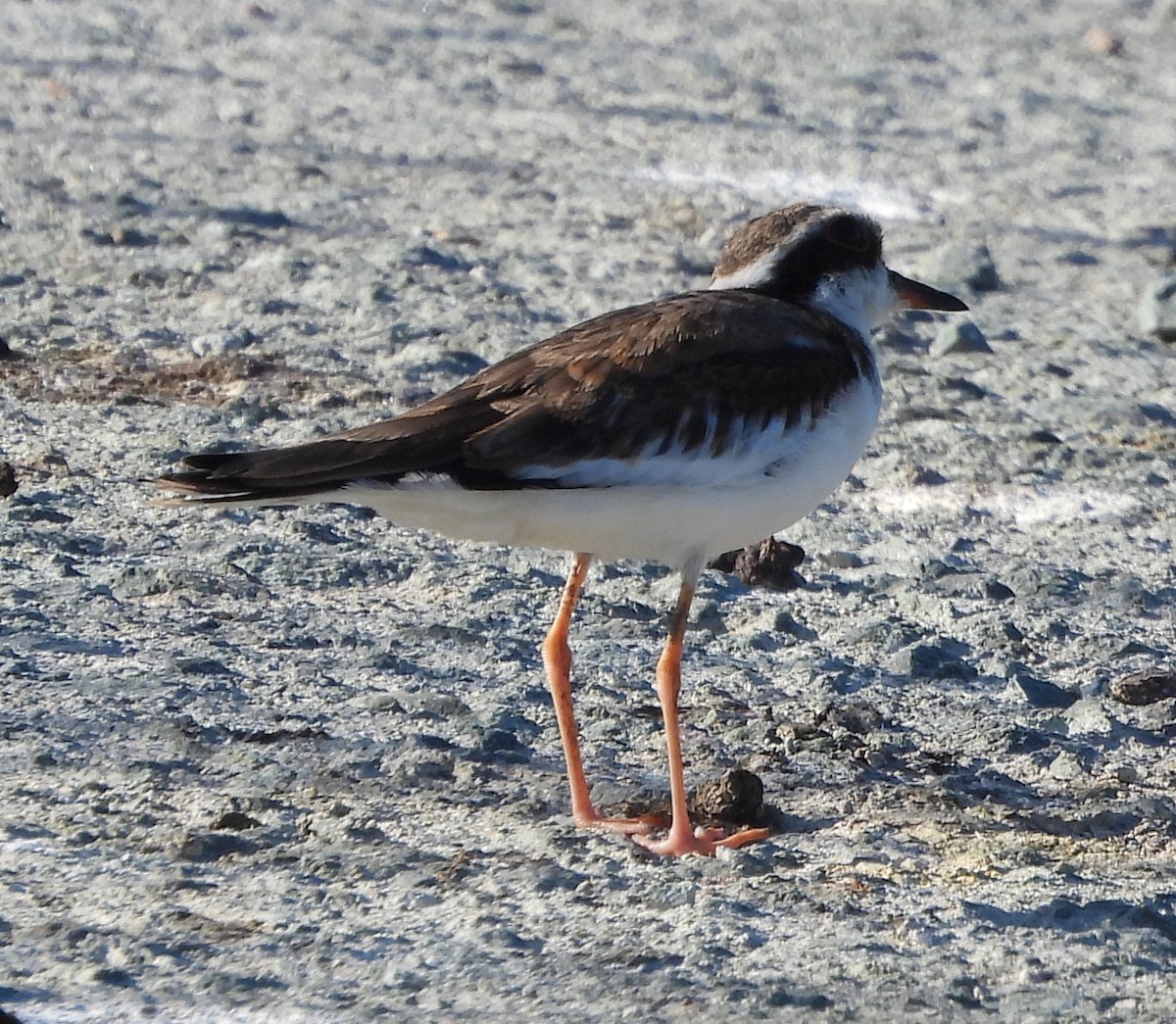 Black-fronted Dotterel - ML646501901