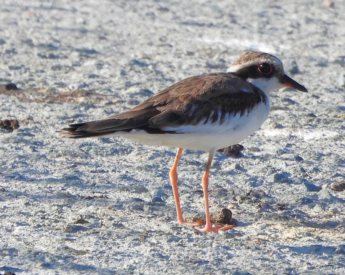 Black-fronted Dotterel - ML646501902