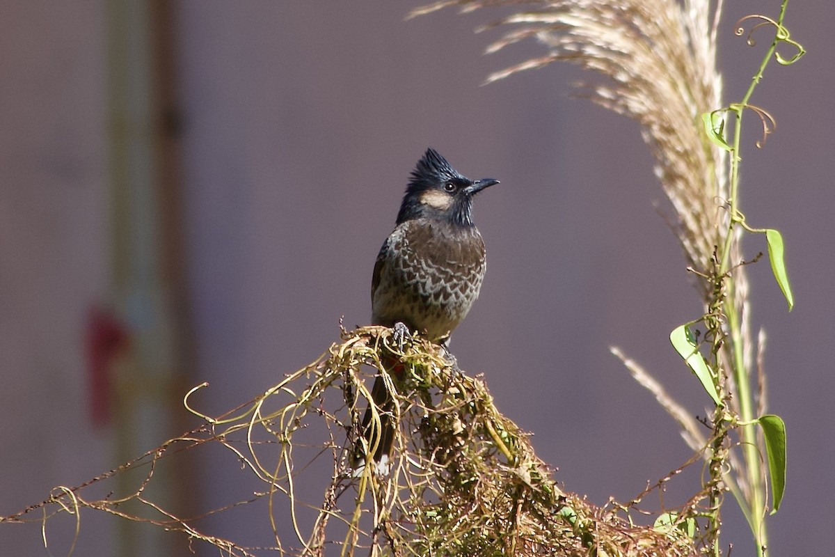 Red-vented Bulbul - ML646501903