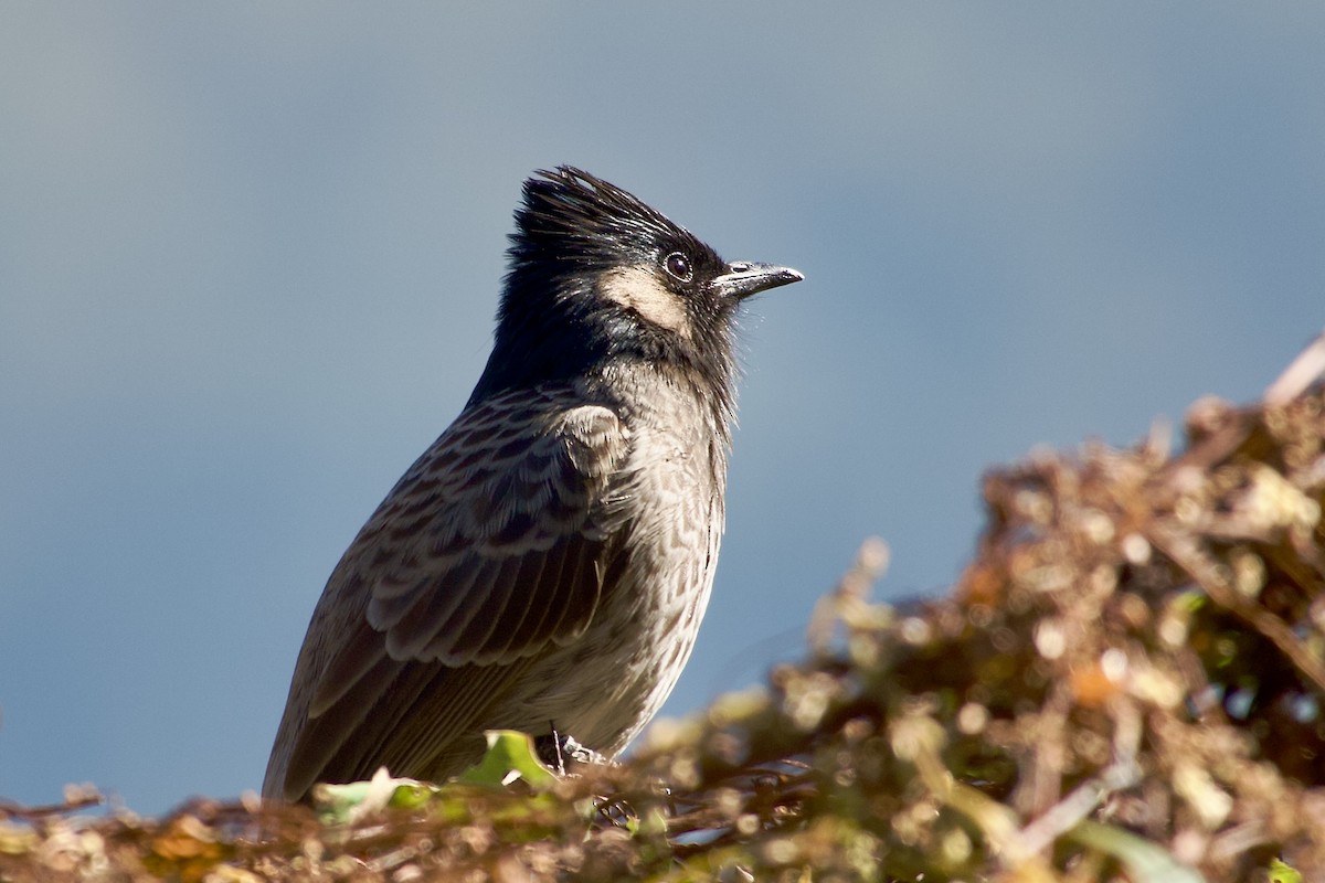 Red-vented Bulbul - ML646501904