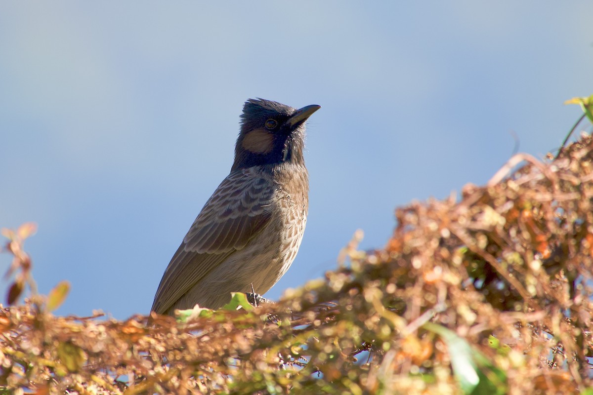 Red-vented Bulbul - ML646501905