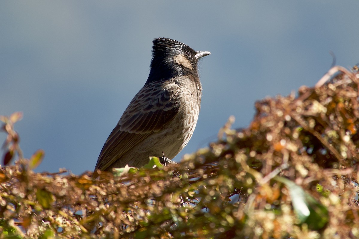 Red-vented Bulbul - ML646501906