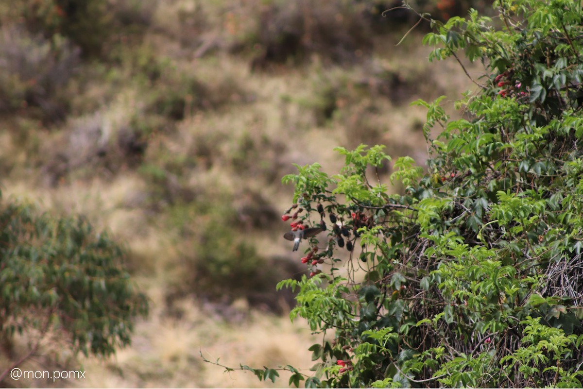 Giant Hummingbird - ML646501910