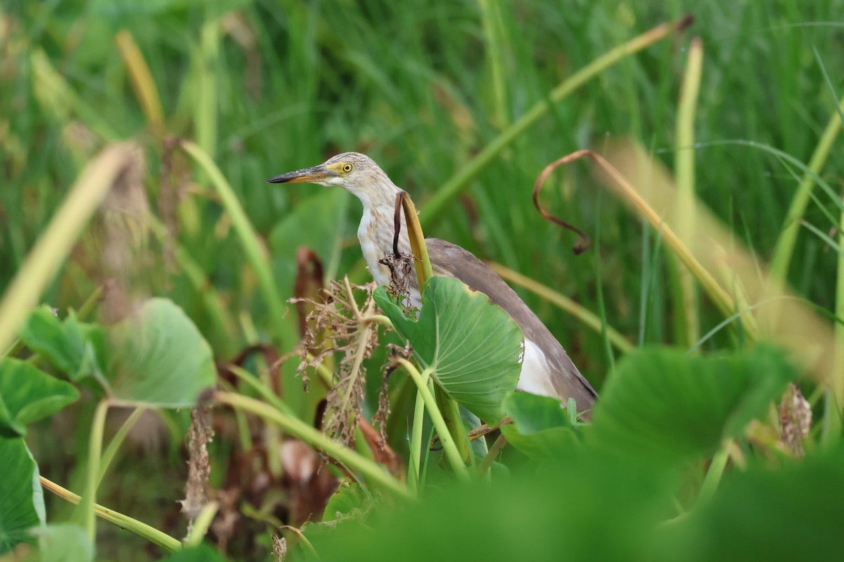 Малайская прудовая цапля - ML646501911