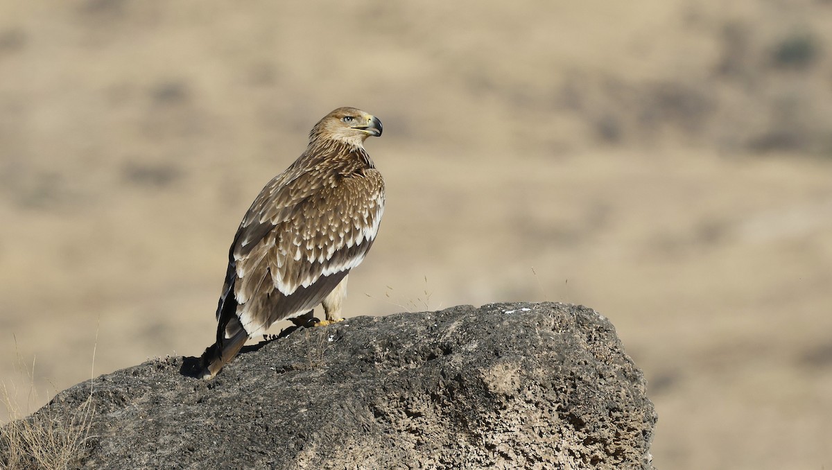 カタシロワシ - ML646501916