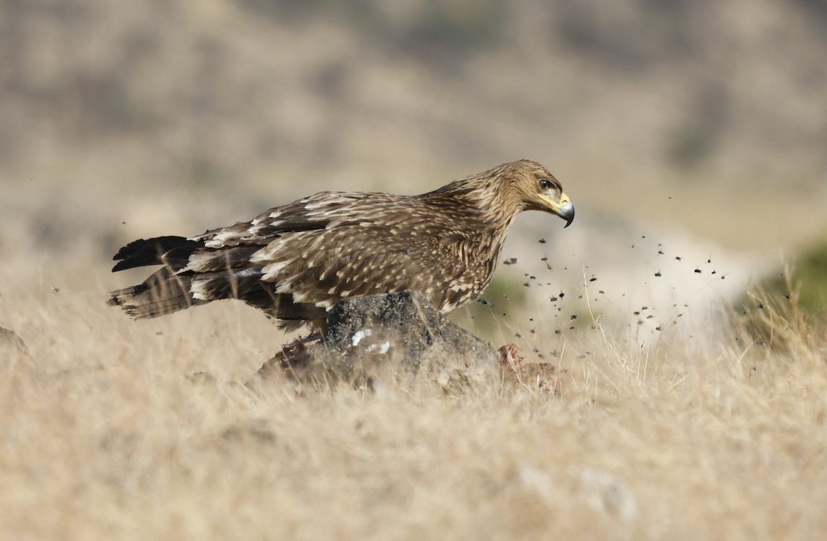 カタシロワシ - ML646501917