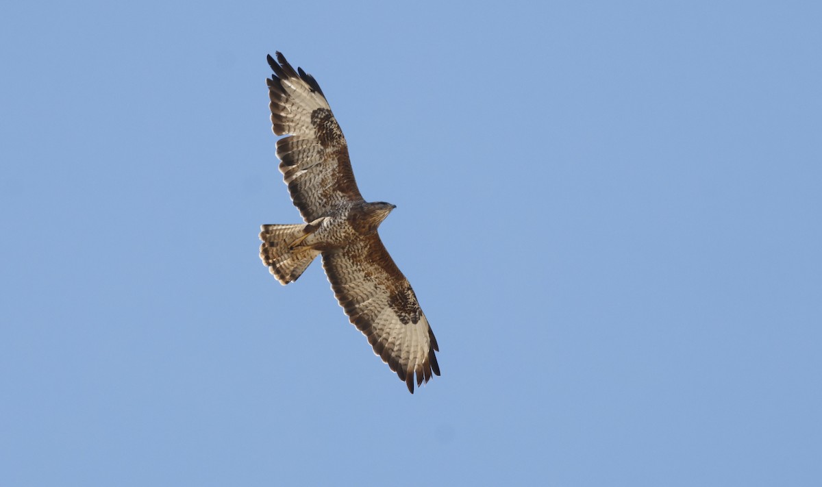 Buse variable (vulpinus/menetriesi) - ML646501923