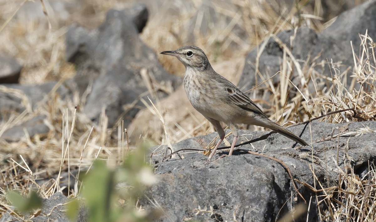 ハシナガビンズイ - ML646501925