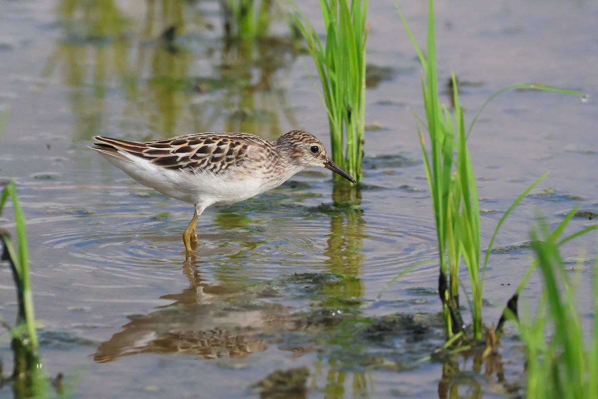 Длиннопалый песочник - ML646501927