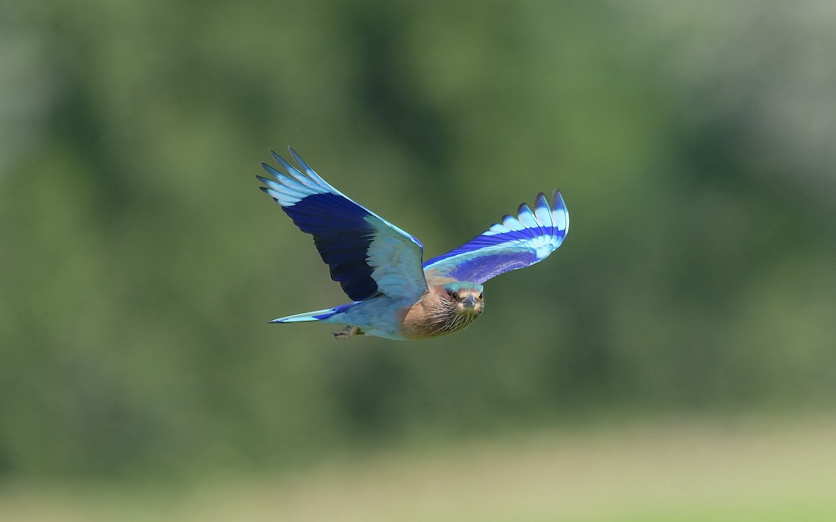 Indian Roller - ML646501928