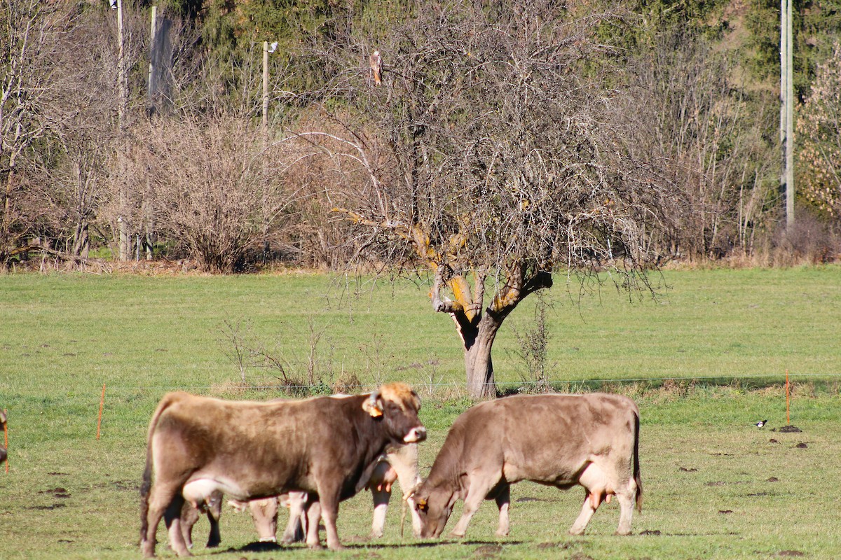 Красный коршун - ML646501929