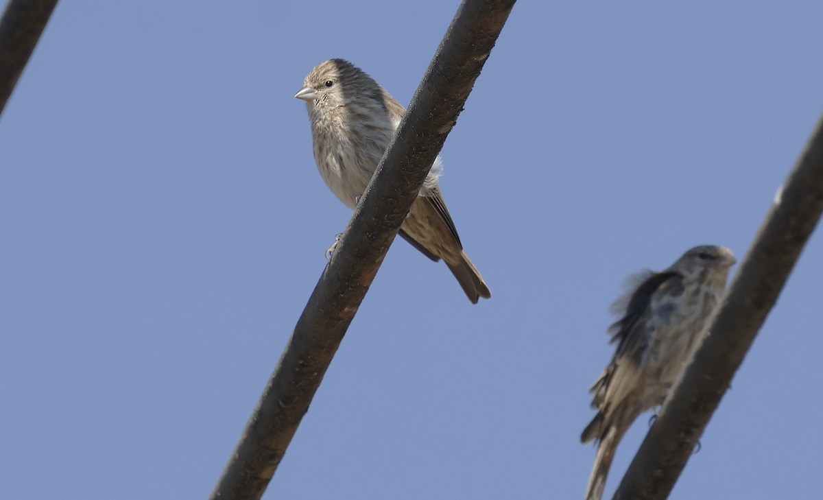 アラビアカナリア - ML646501932