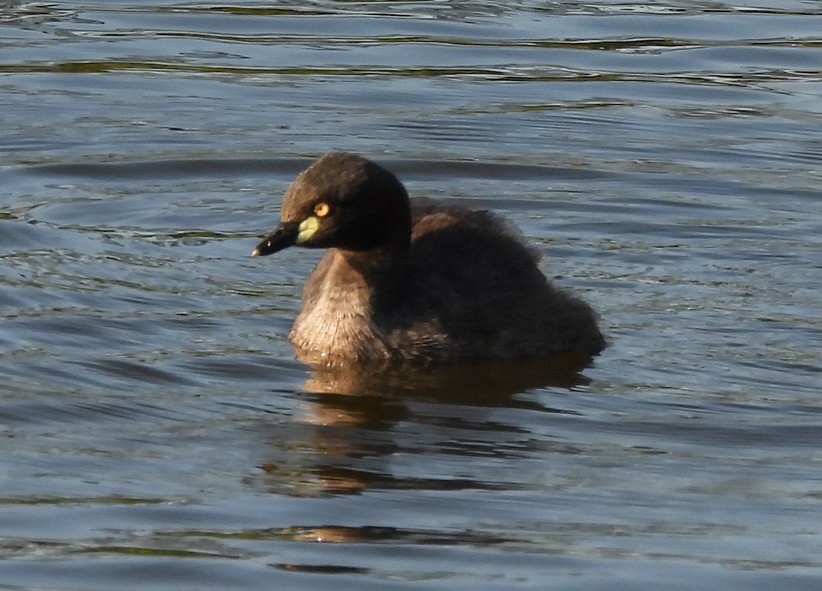 Австралийская поганка - ML646501934