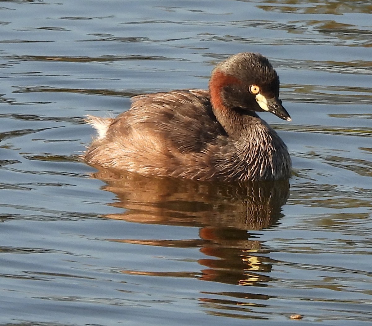 Australasian Grebe - ML646501935