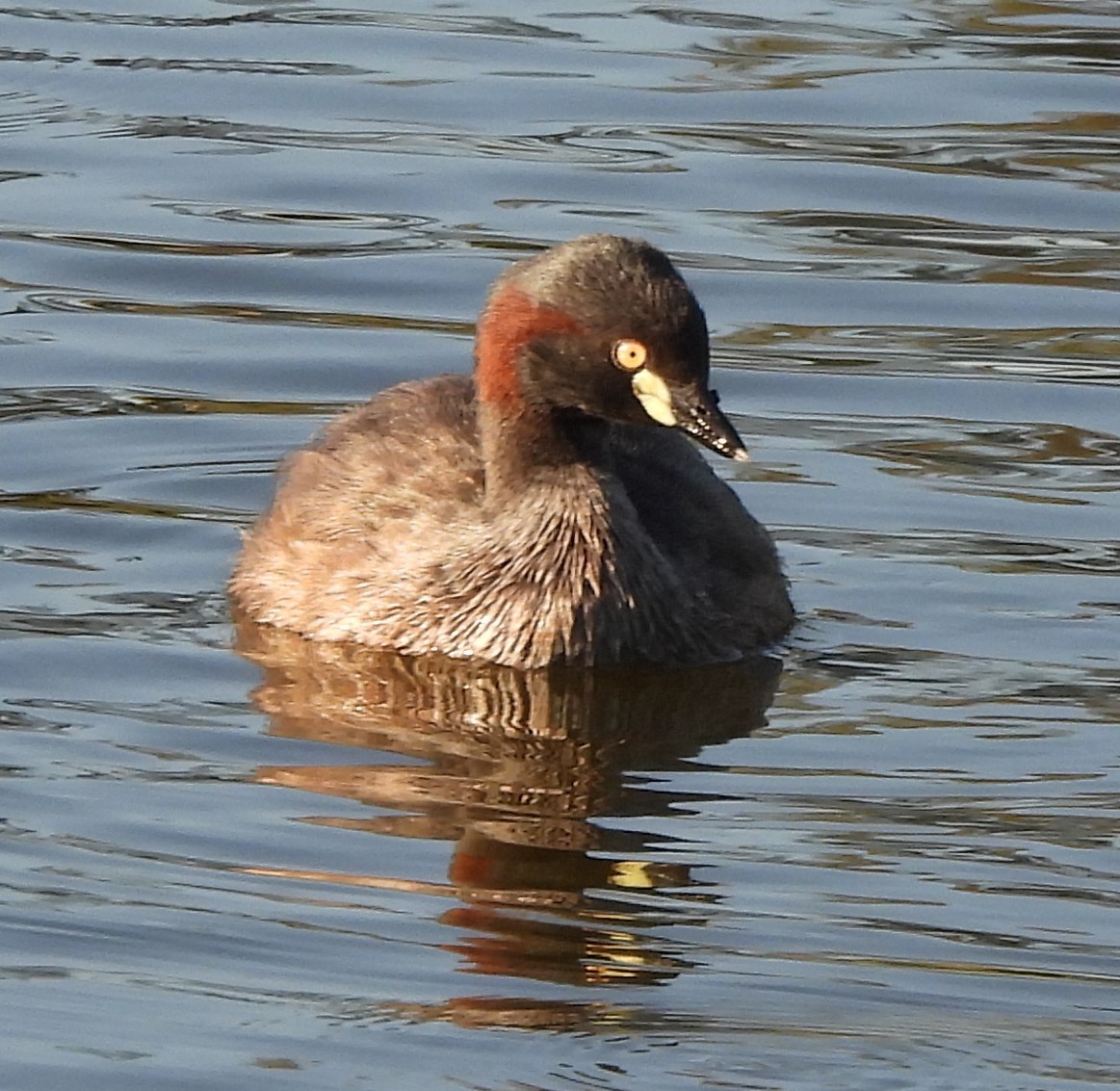 Australasian Grebe - ML646501936