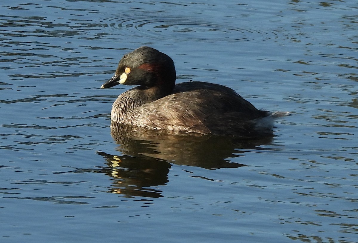 Австралийская поганка - ML646501937