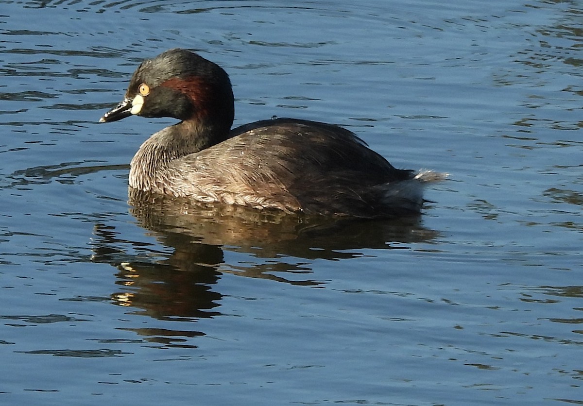 Австралийская поганка - ML646501938