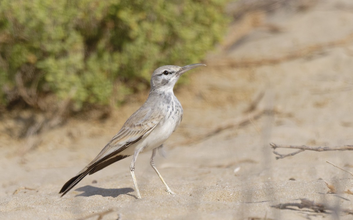 Большой удодовый жаворонок - ML646501941