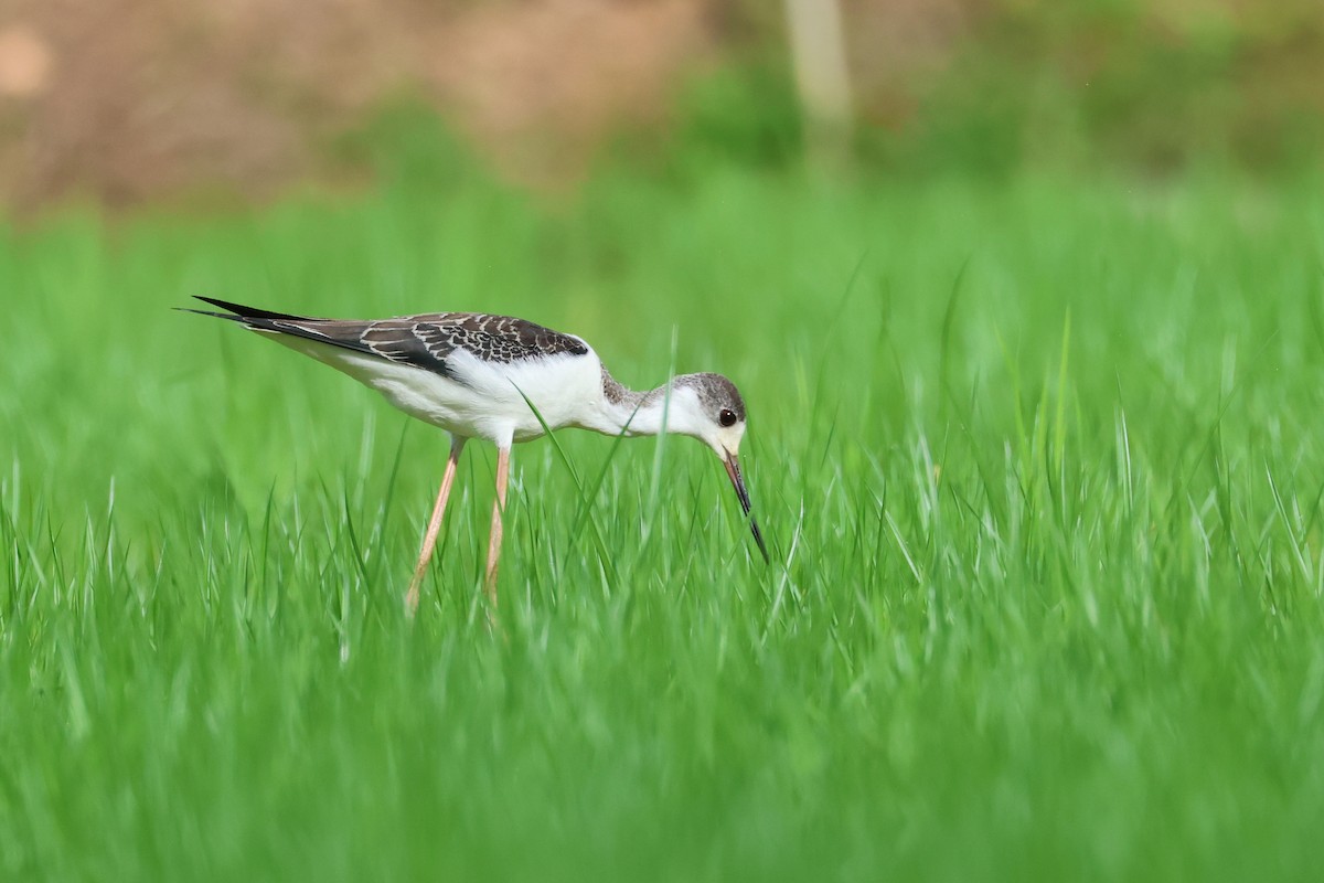 Ходулочник - ML646501943