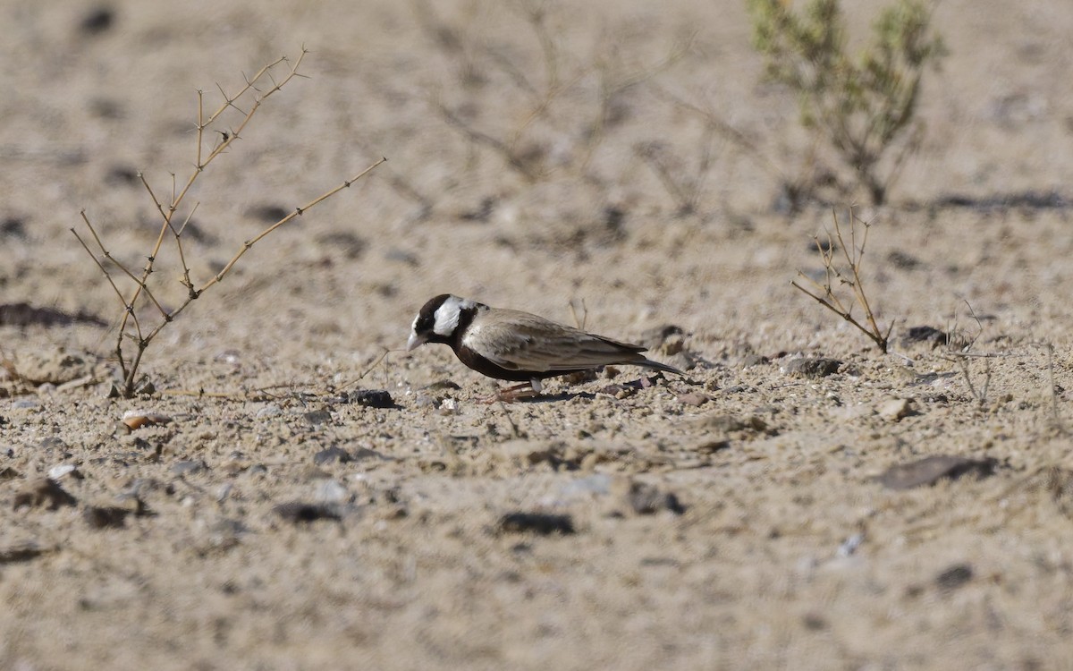 Белолобый жаворонок - ML646501944