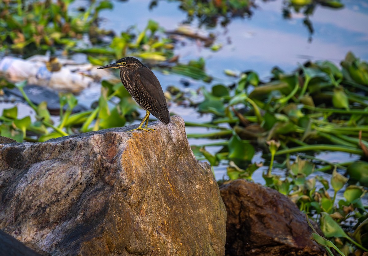 Little Heron - ML646501945