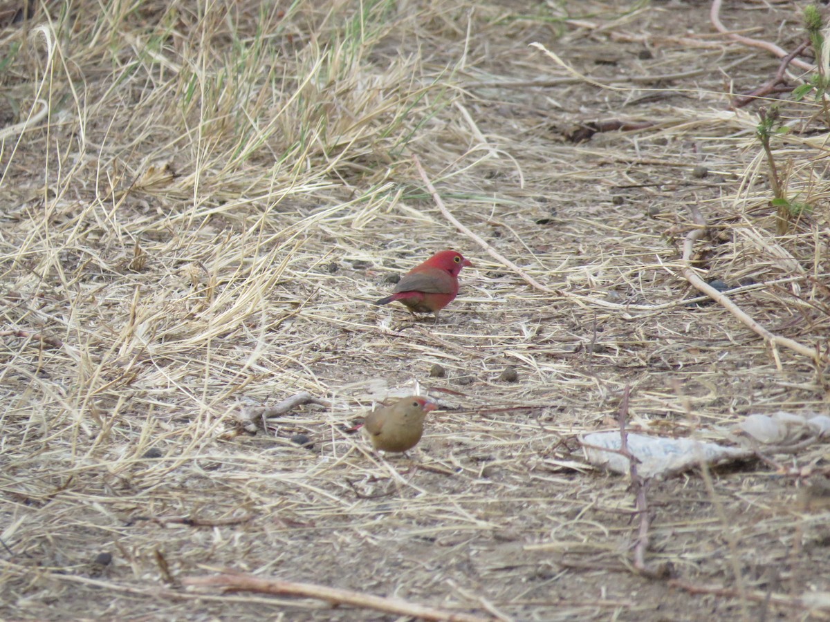 Крошечный амарант - ML646501946