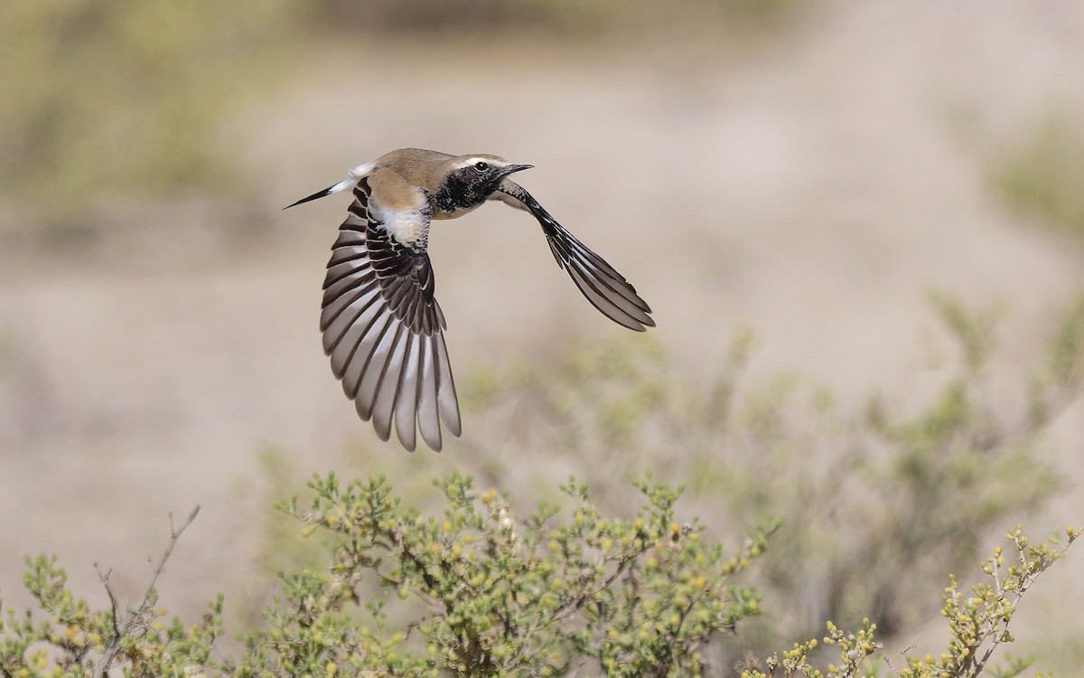 Пустынная каменка - ML646501948