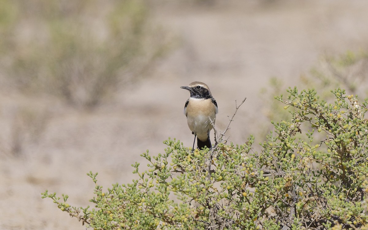 Пустынная каменка - ML646501949
