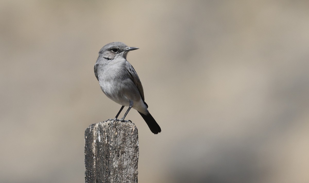 Чернохвостка - ML646501951