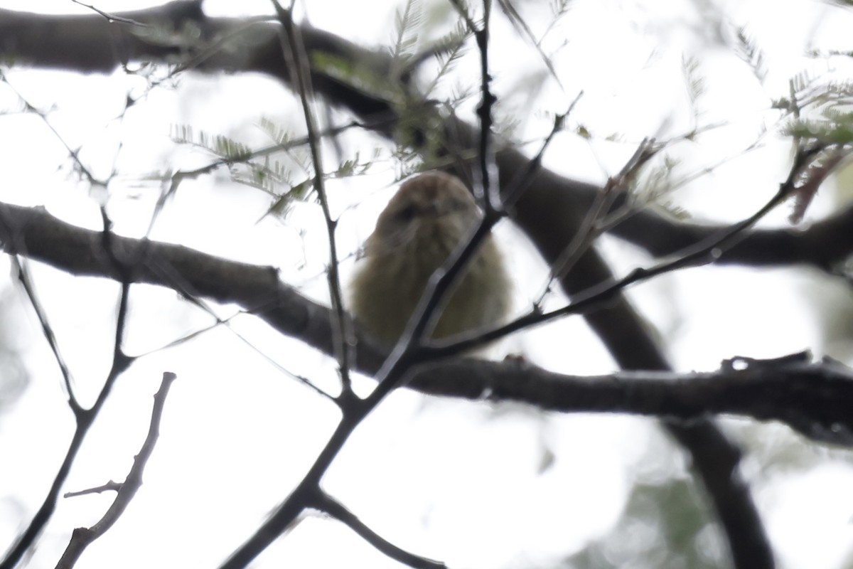 Striated Thornbill - ML646501952