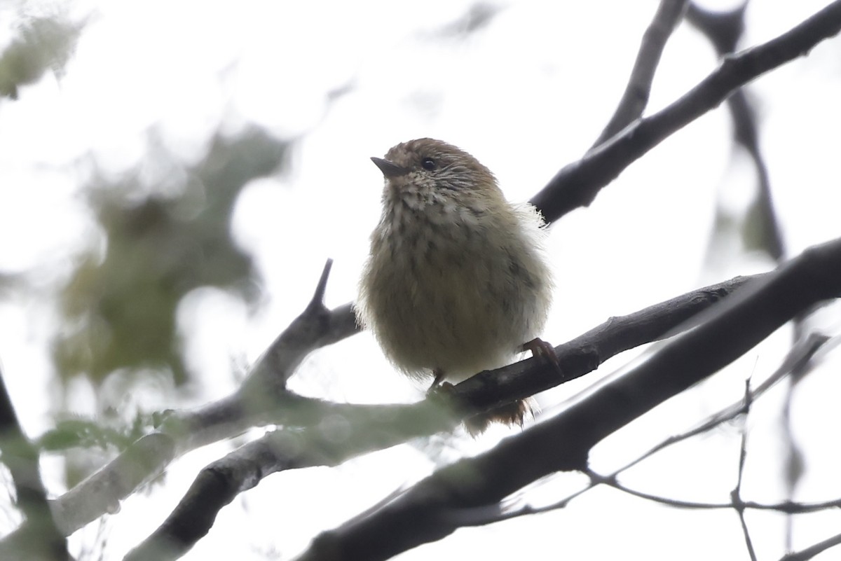Striated Thornbill - ML646501953