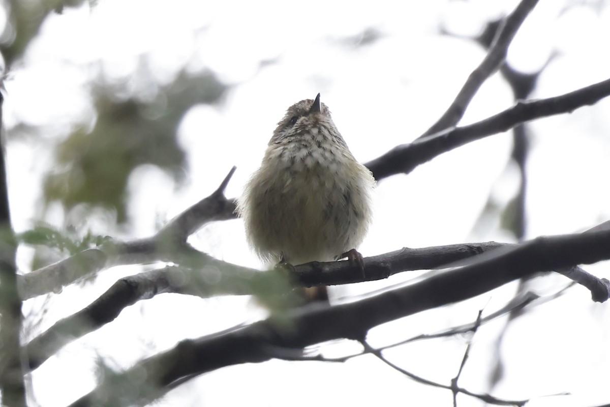 Striated Thornbill - ML646501954