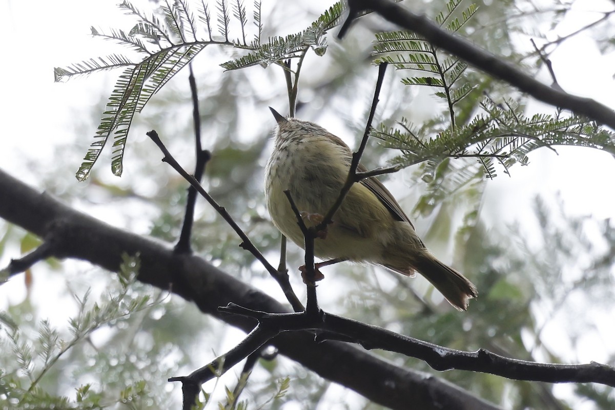 Striated Thornbill - ML646501955
