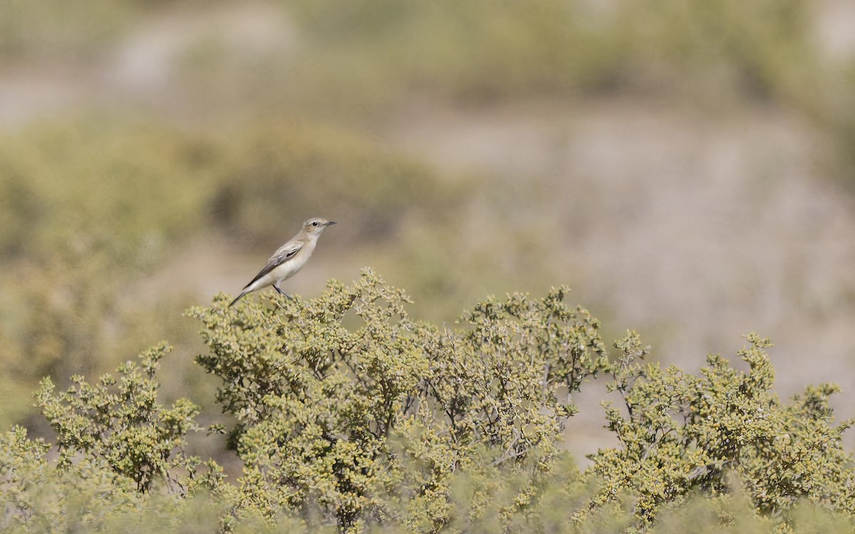 Каменка-плясунья - ML646501956