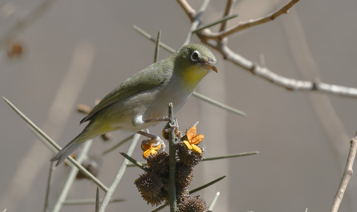 Эфиопская белоглазка - ML646501957