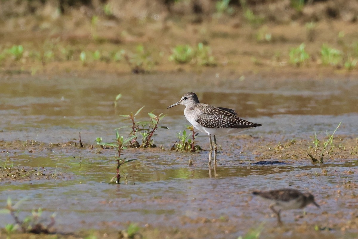 Фифи - ML646501958