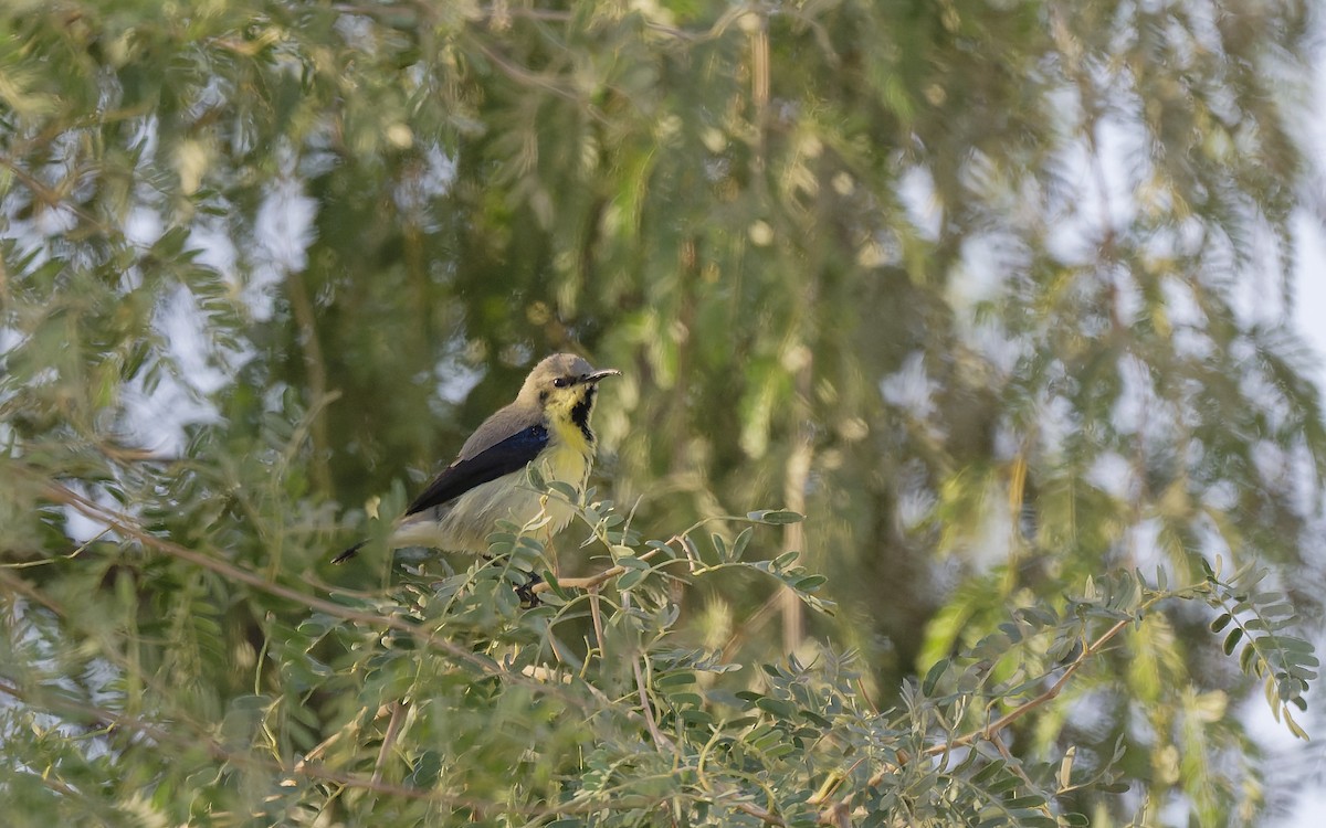 Атласная нектарница - ML646501959