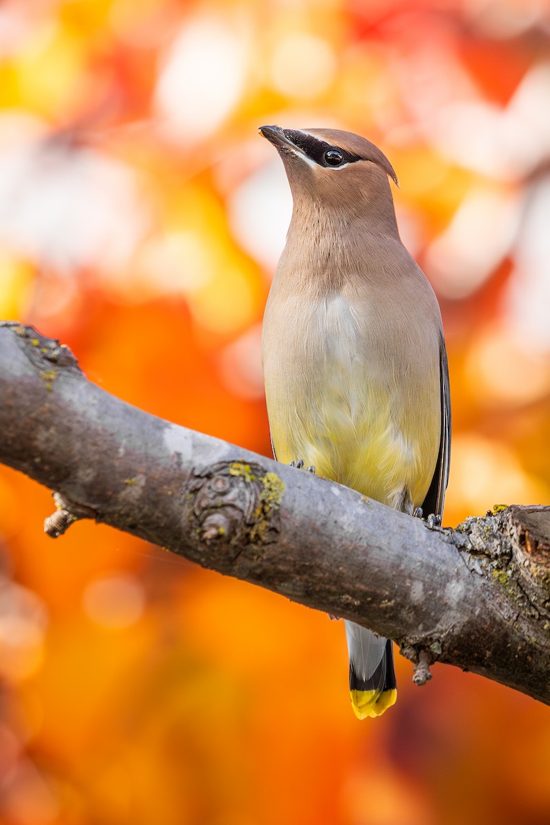 Кедровый свиристель - ML646501960