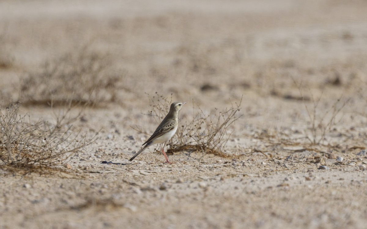 Полевой конёк - ML646501961