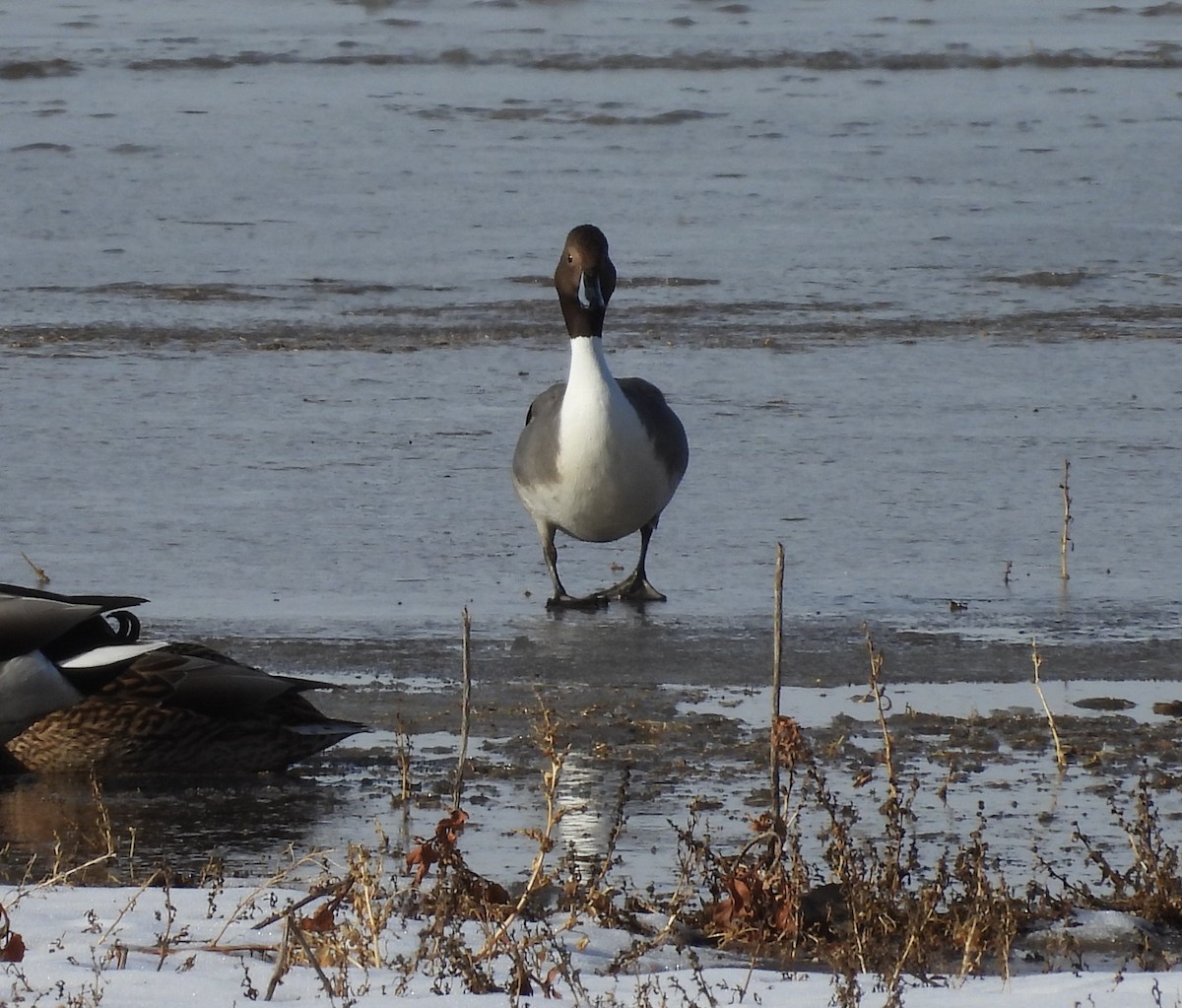 Шилохвость - ML646501962