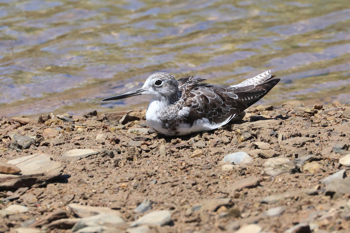 Большой улит - ML646501963
